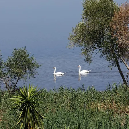 Luxurious Trinity Κοντόκαλι